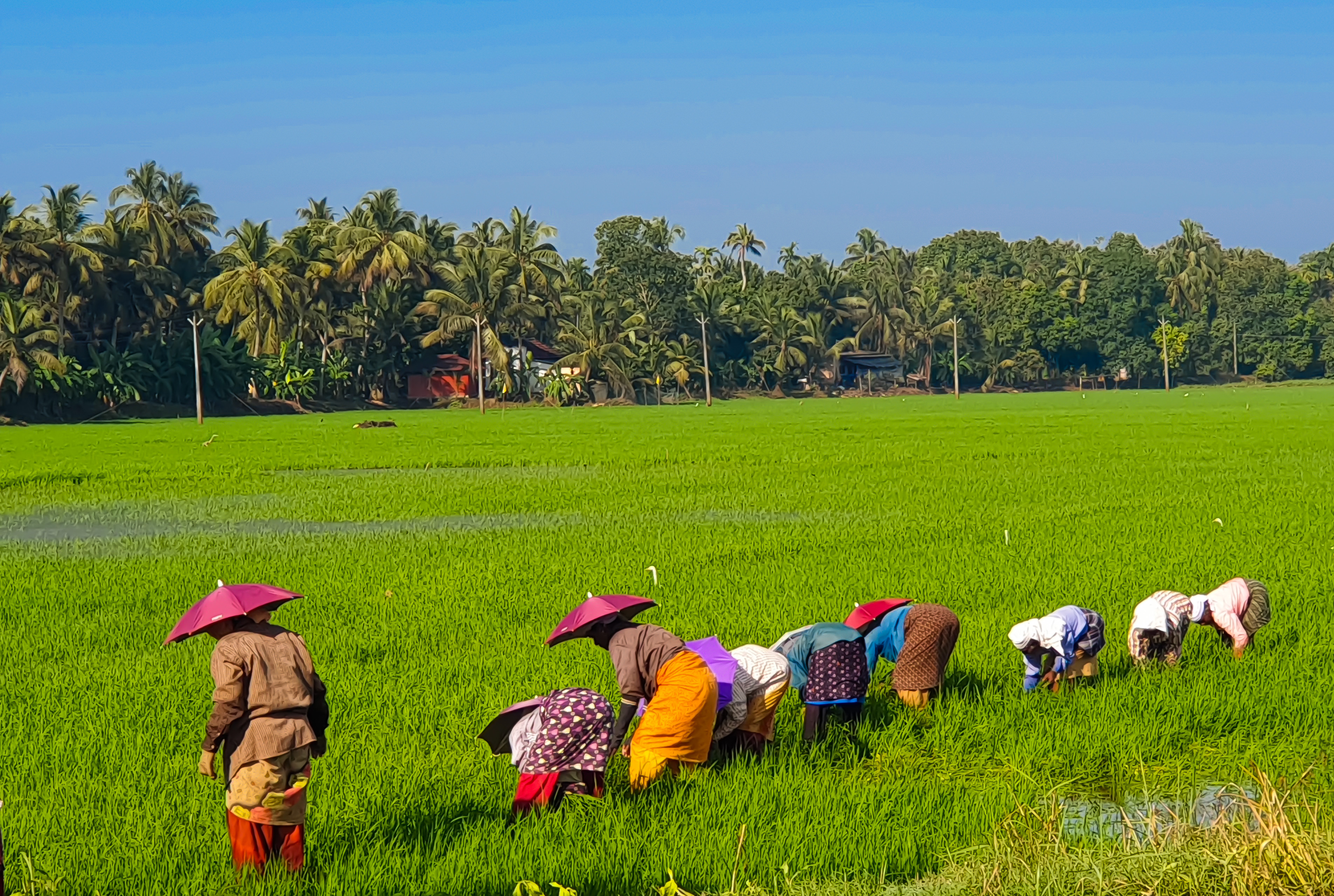 Kuttanad Backwaters