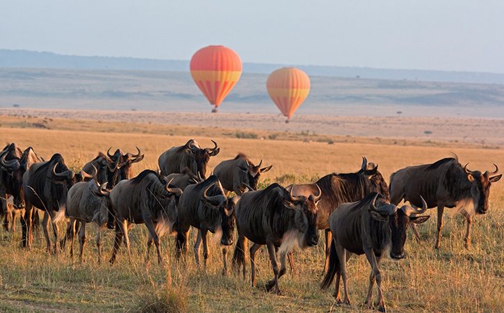 Maasai Mara: Wildlife Safari Adventure