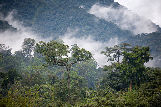 Mount Cameroon: Adventure and Nature Discovery