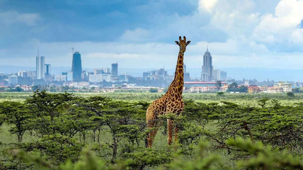 Nairobi: City Tour and Wildlife Encounter