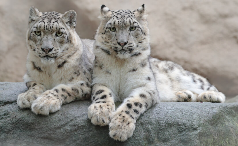 Ladakh's Wildlife Sanctuary