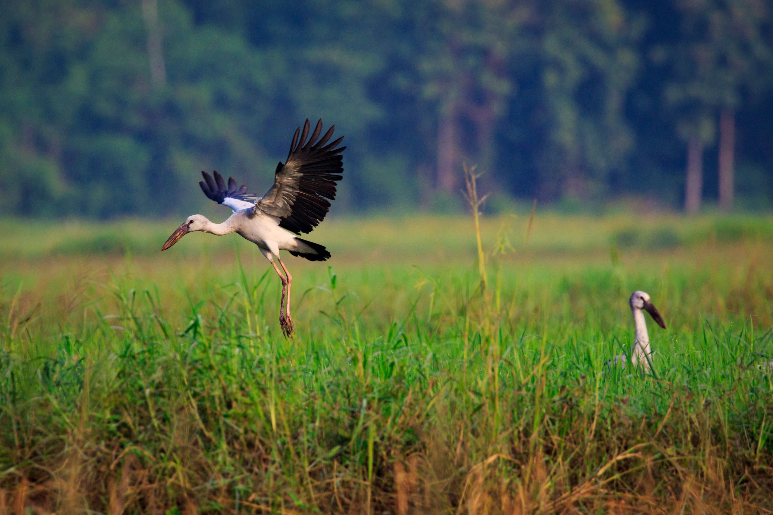 Anastomus Oscitans Flying On The Natural Background Bird Wild