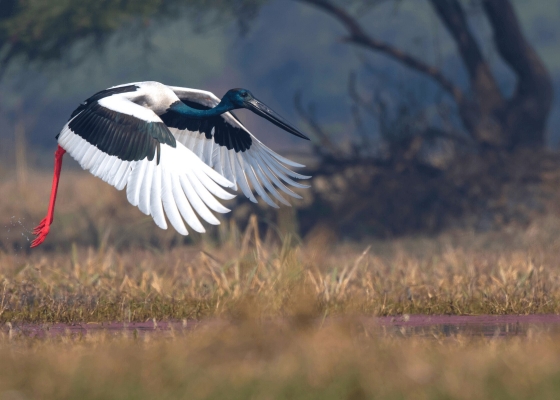 Sultanpur Bird Sanctuary