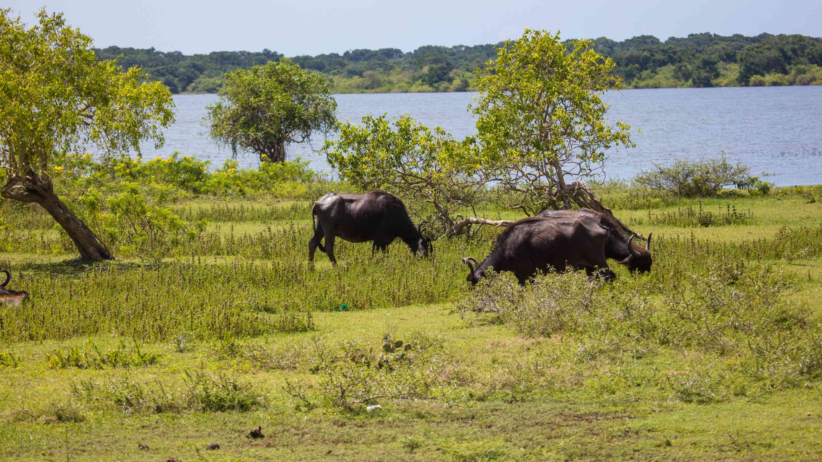 Black Cows Are Grazing In A Grassy Field Near A Body Of Water