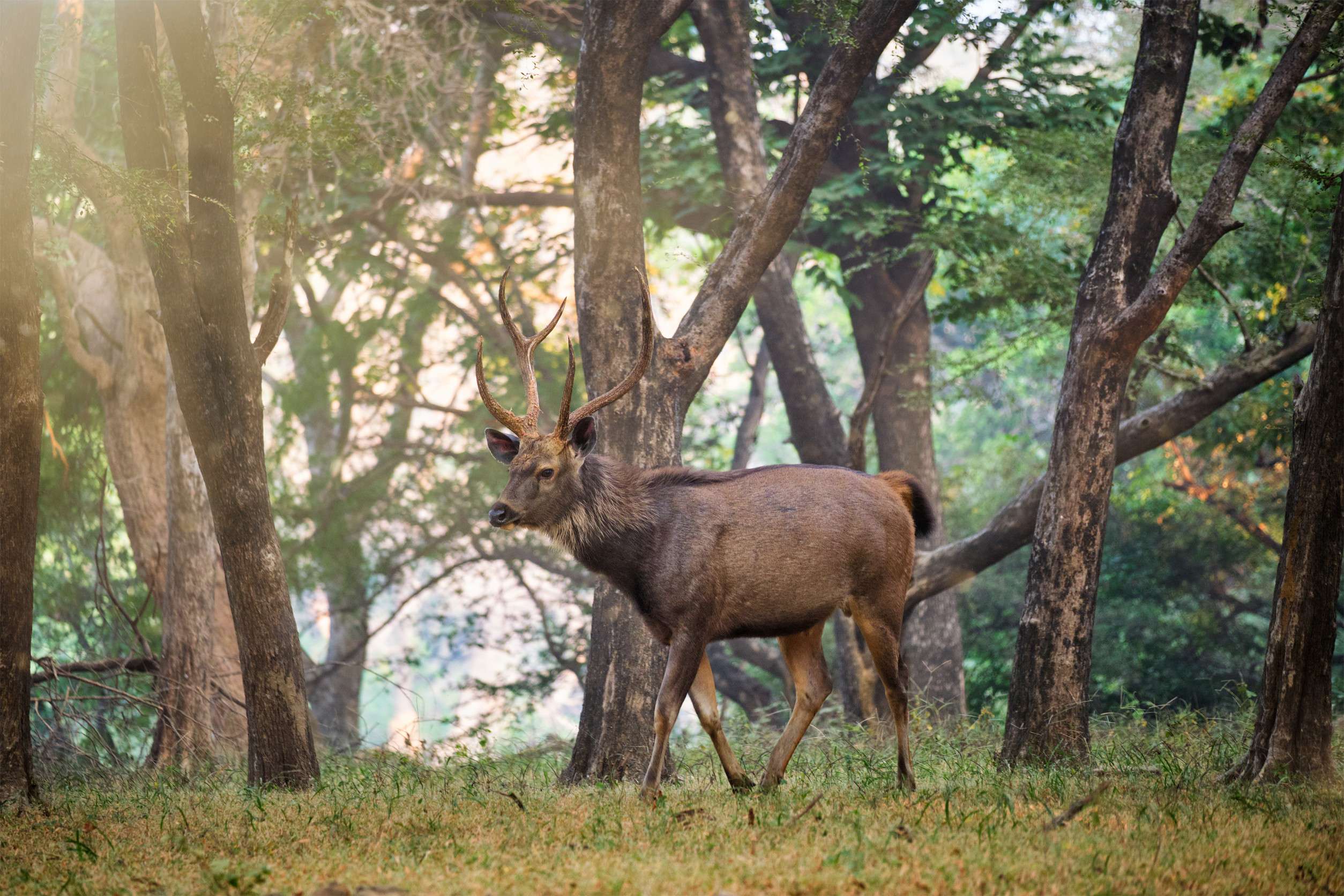 Male Sambar Rusa Unicolor Deer In Ranthambore National Park Rajasthan India