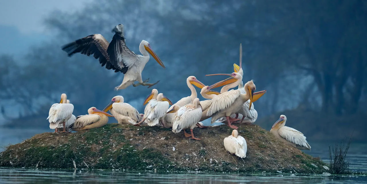 Bharatpur Bird Sanctuary