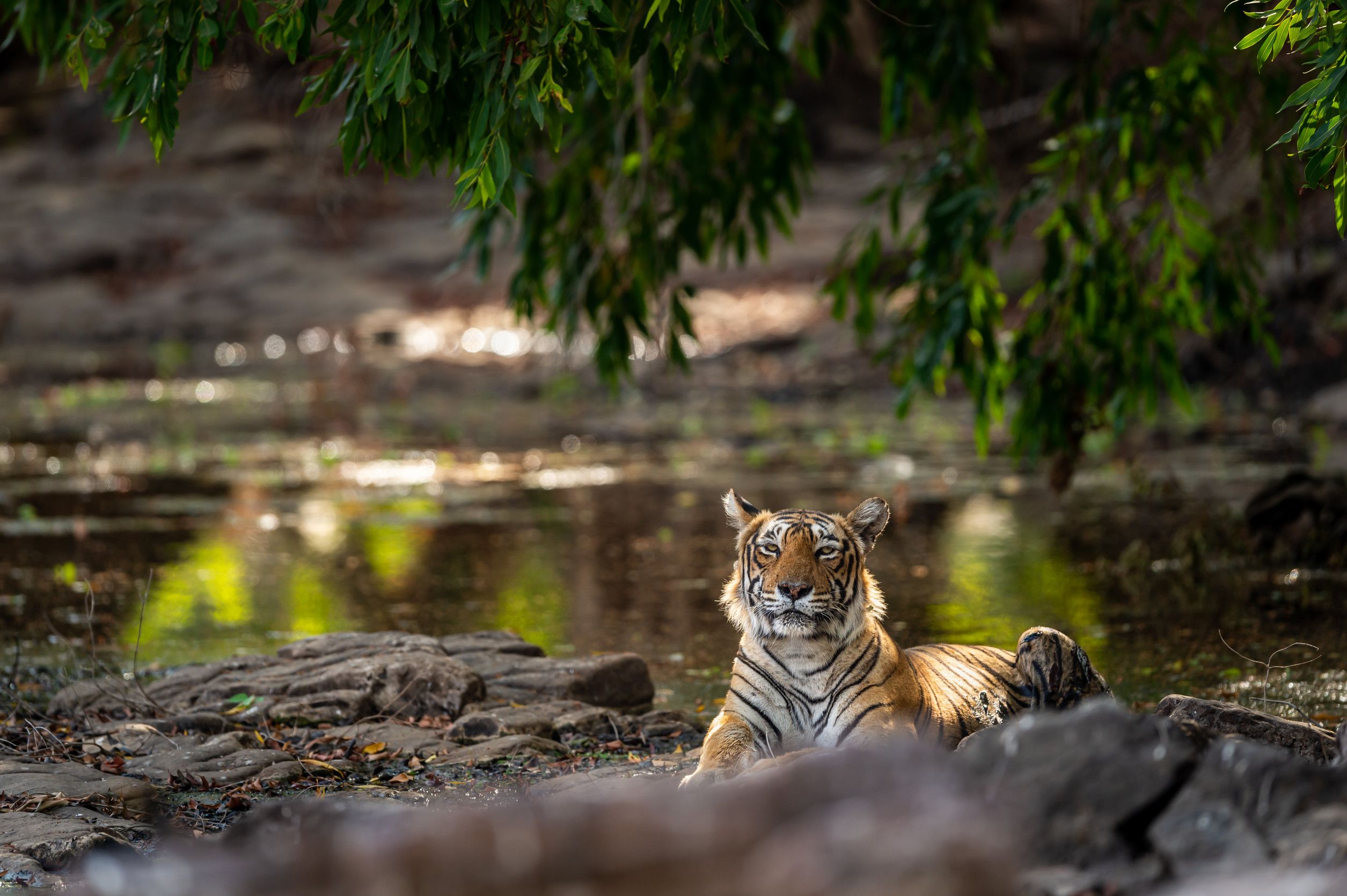 Wild Bengal Tiger Resting On Rocks Near Water Body